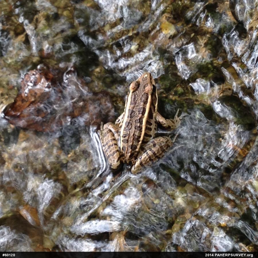 Pickerel Frog