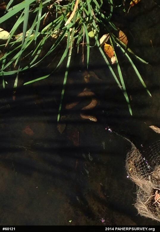 Northern Watersnake