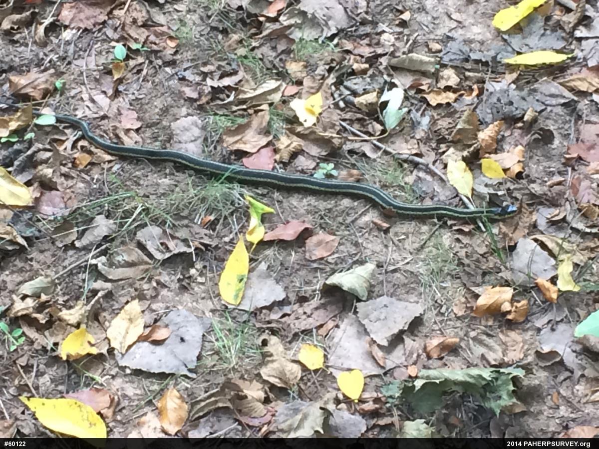 Eastern Gartersnake