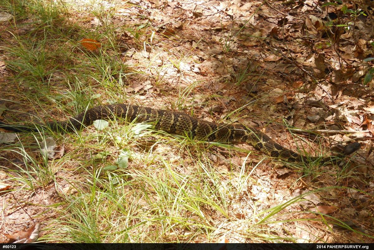 Timber Rattlesnake