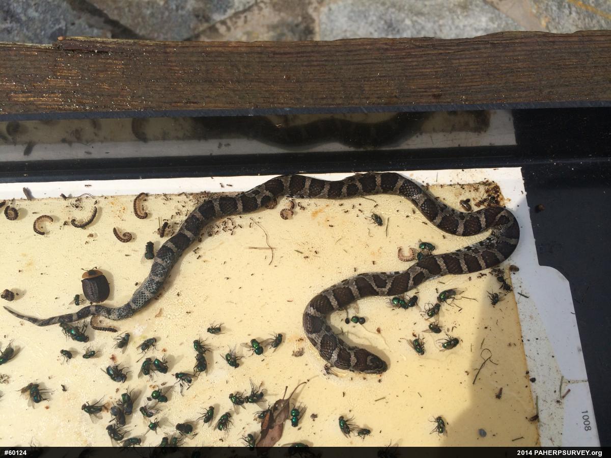 Eastern Milksnake