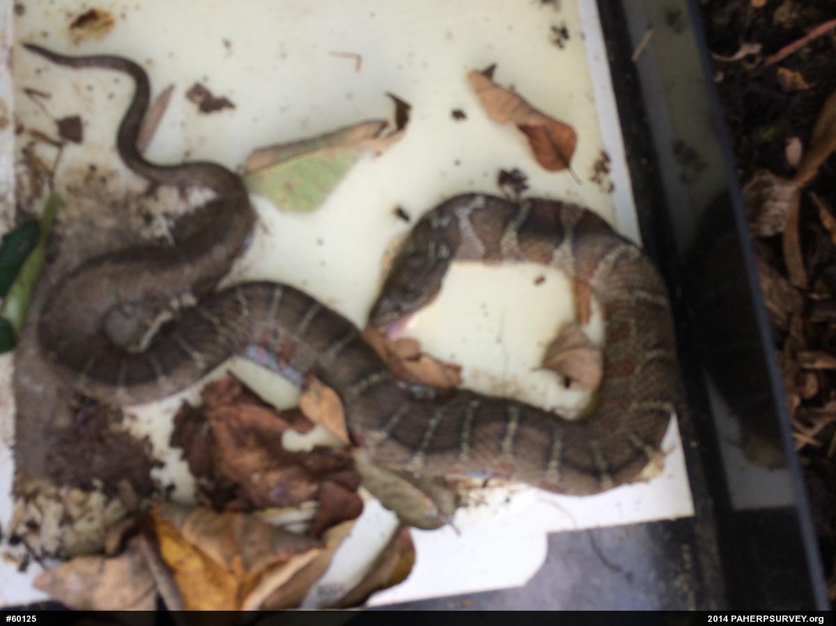 Northern Watersnake