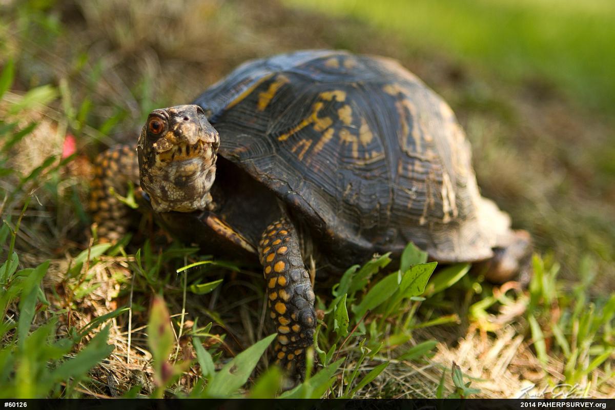 Eastern Box Turtle