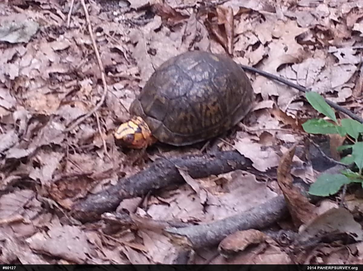 Eastern Box Turtle