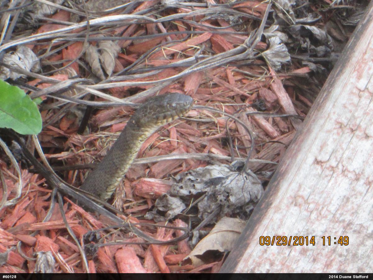 Northern Watersnake