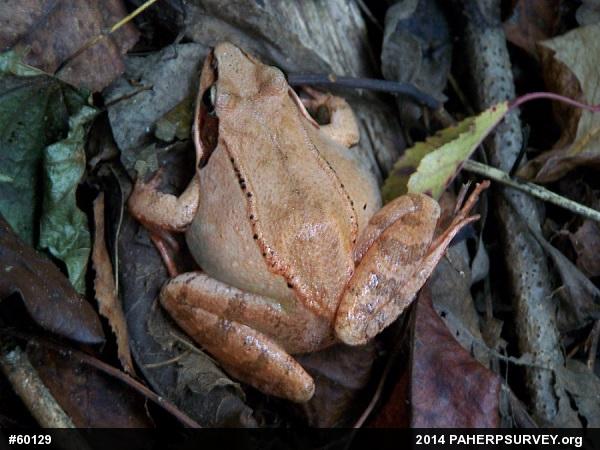 Wood Frog