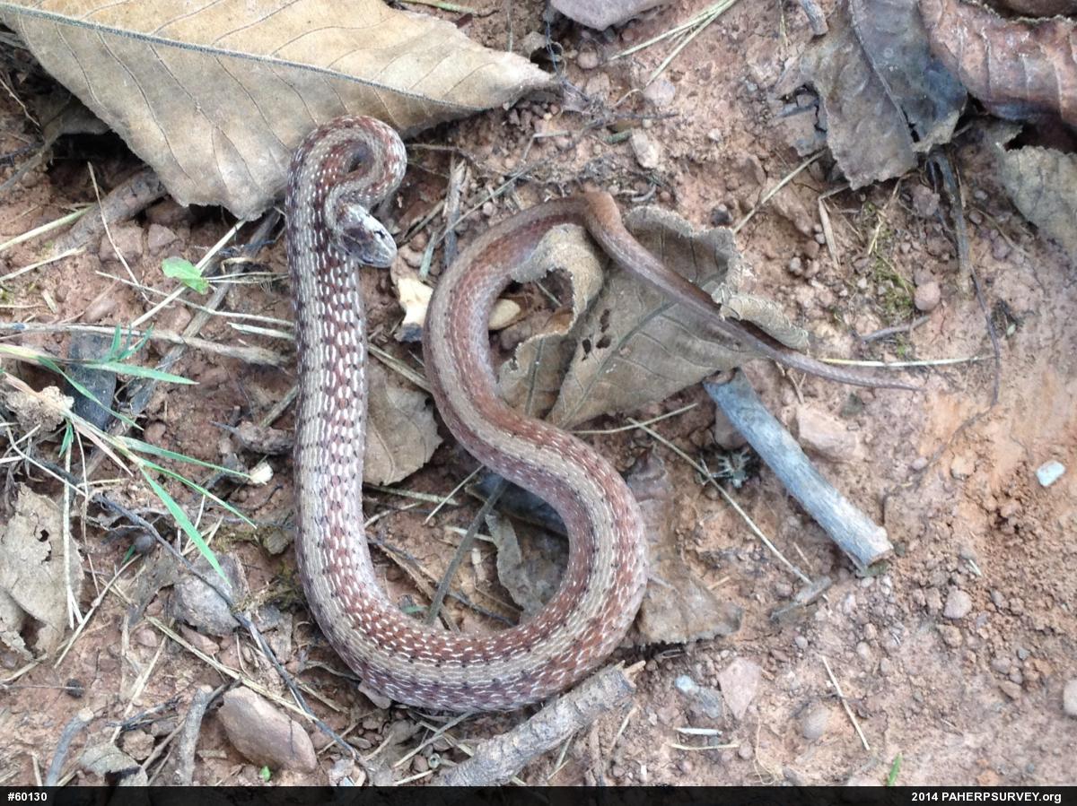 Dekay's Brownsnake