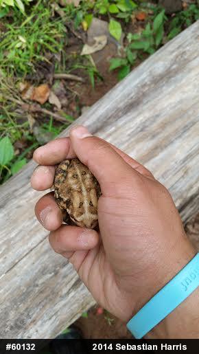 Eastern American Toad