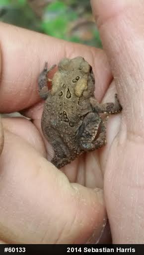 Eastern American Toad