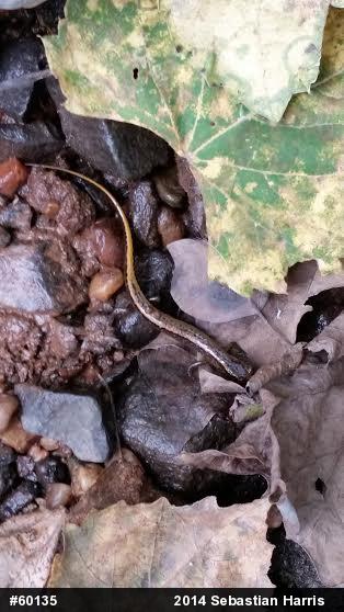 Northern Two-lined Salamander