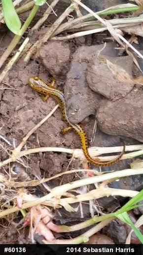Eastern Long-tailed Salamander