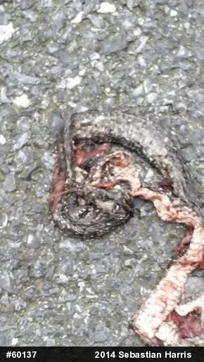 Eastern Ratsnake