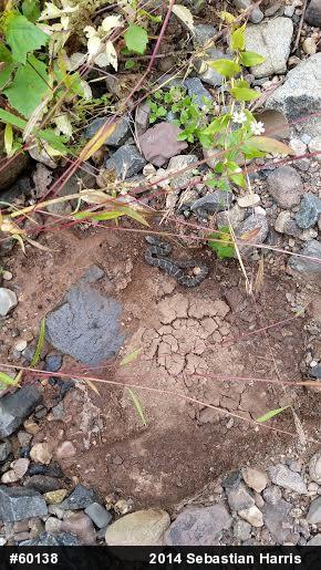 Northern Watersnake
