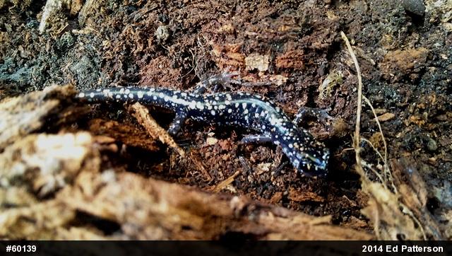 Northern Slimy Salamander