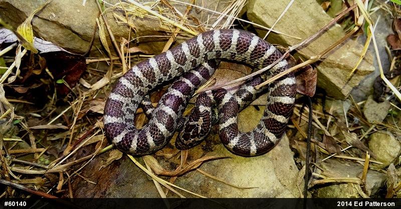 Eastern Milksnake
