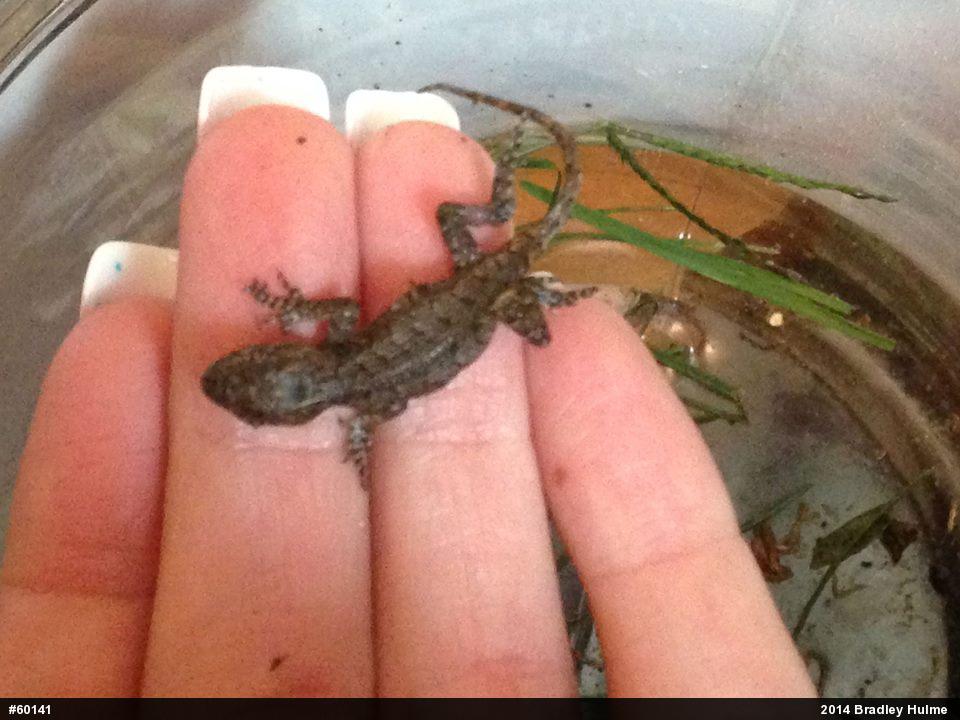 Eastern Fence Lizard