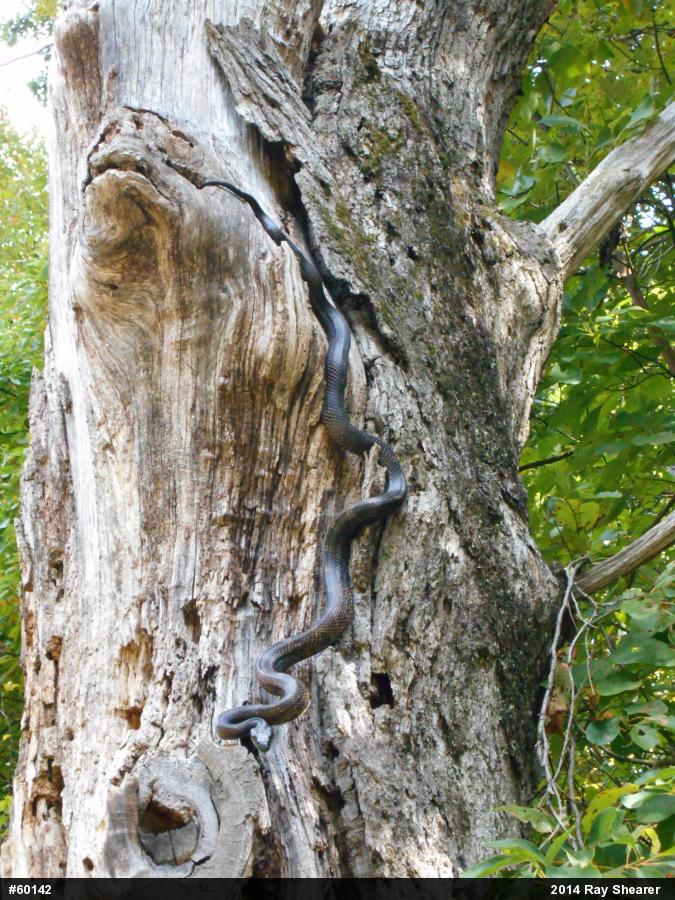 Eastern Ratsnake