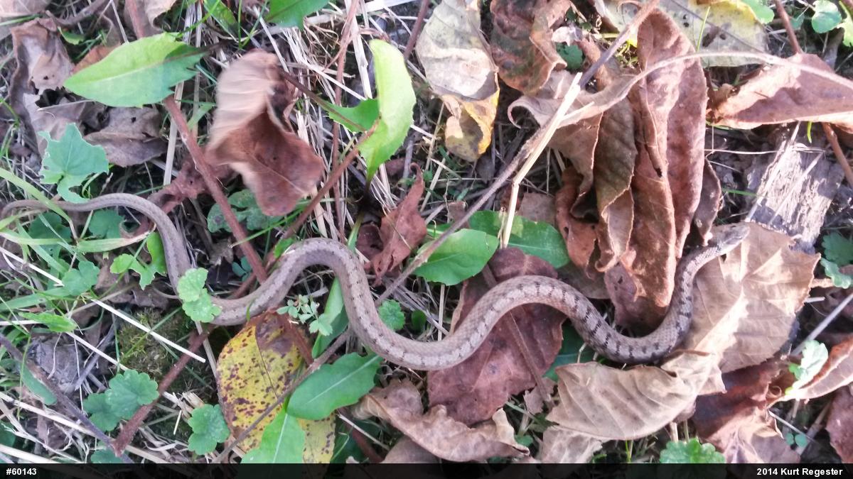 Dekay's Brownsnake