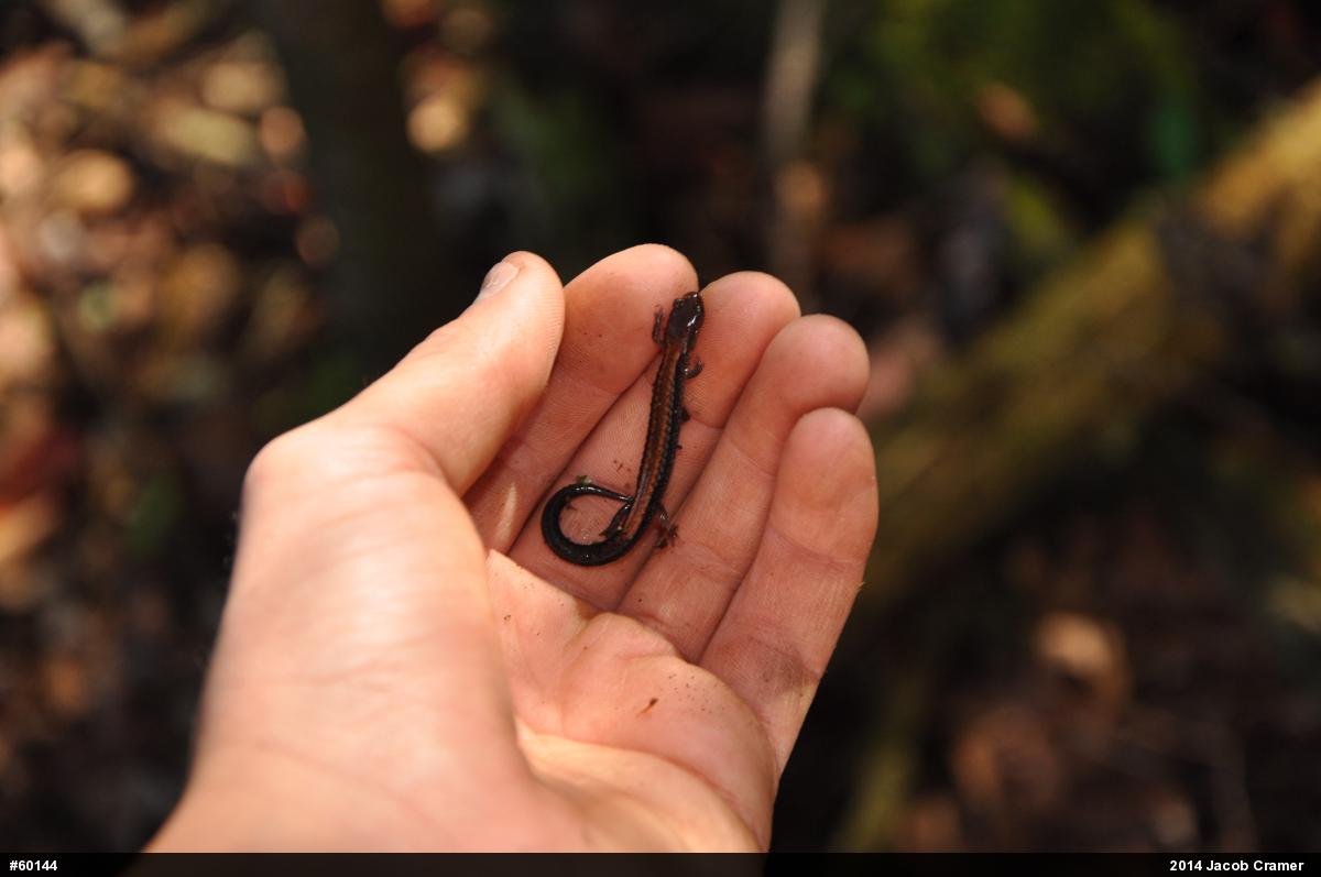 Eastern Red-backed  Salamander
