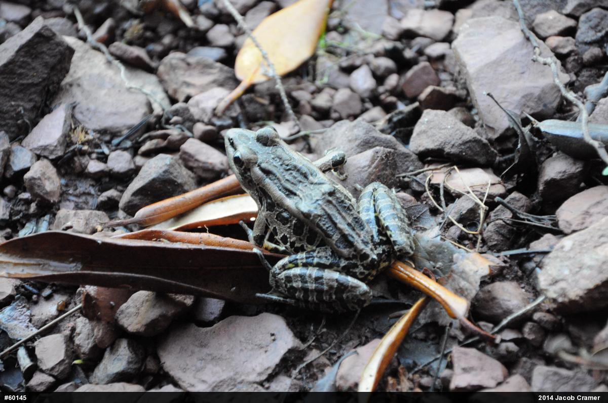 Pickerel Frog