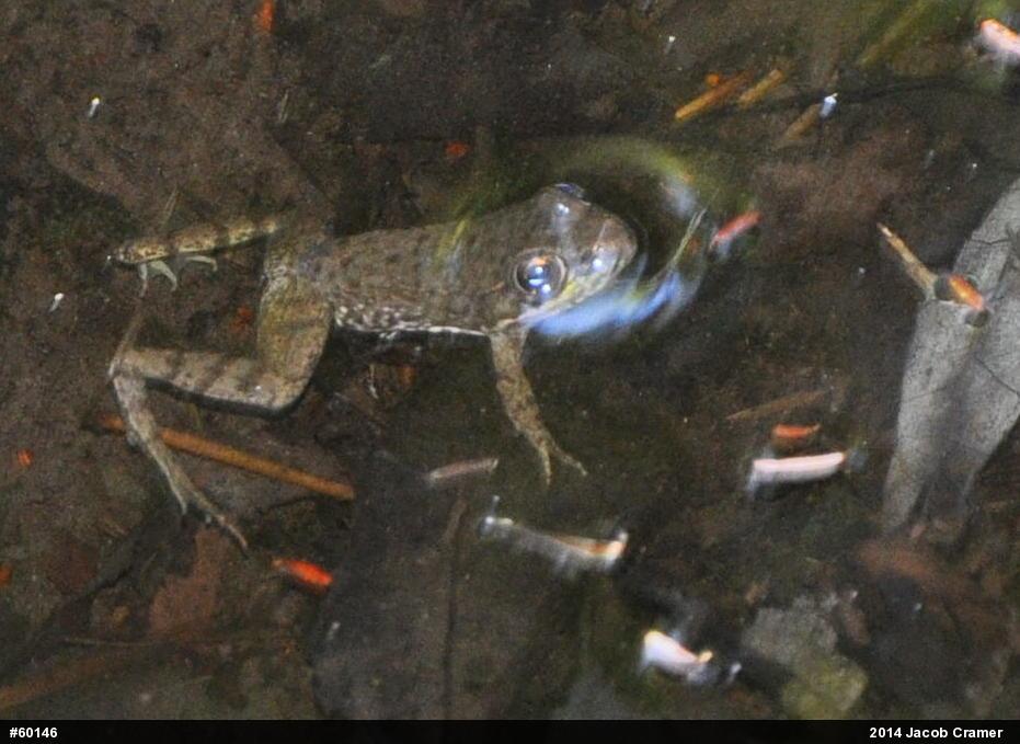 Green Frog