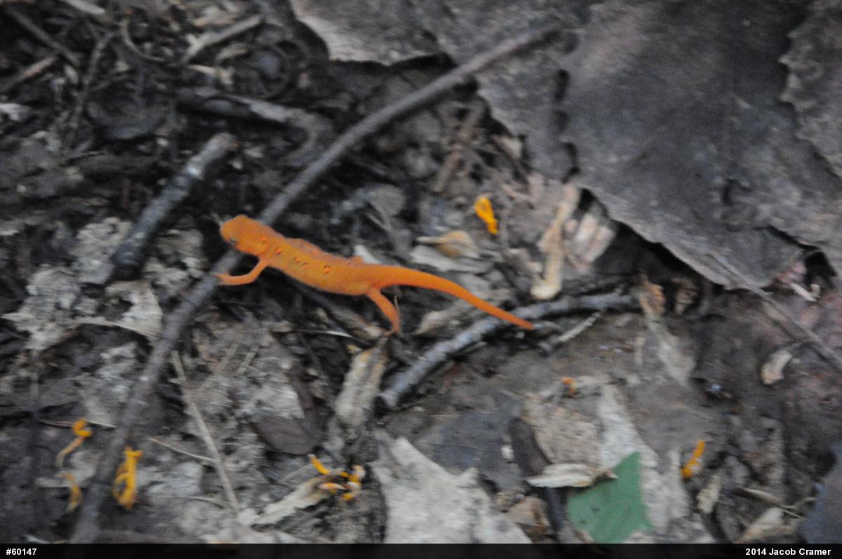 Red-spotted Newt