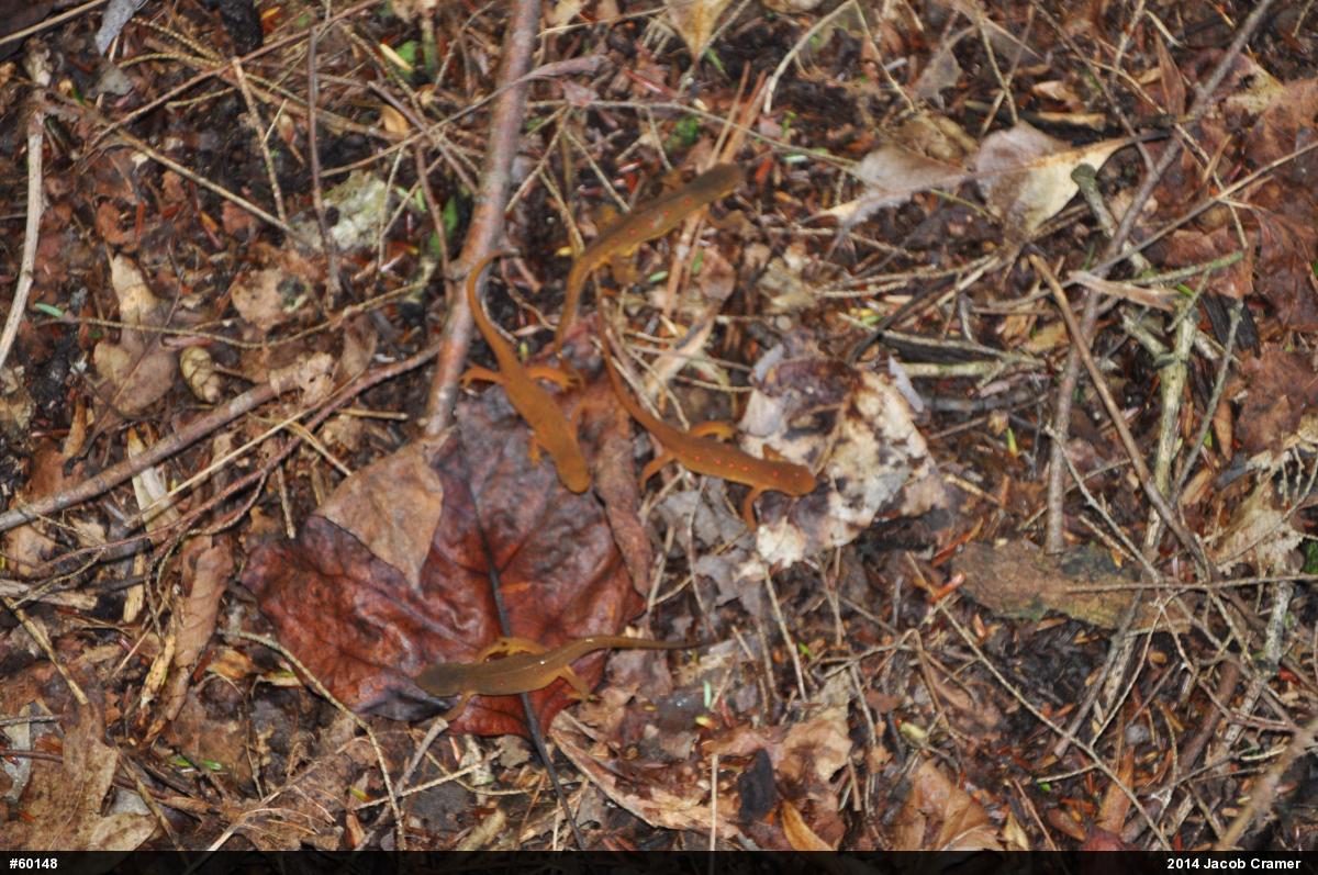 Red-spotted Newt