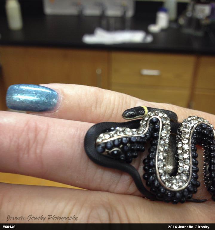 Northern Ring-necked Snake