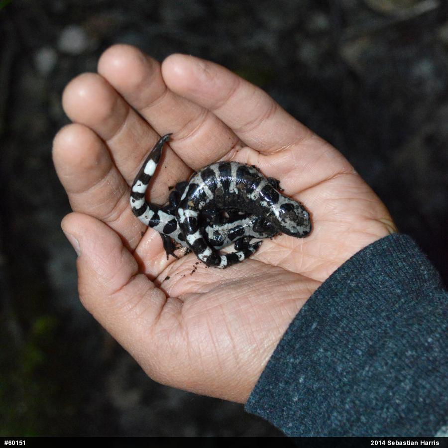 Marbled Salamander