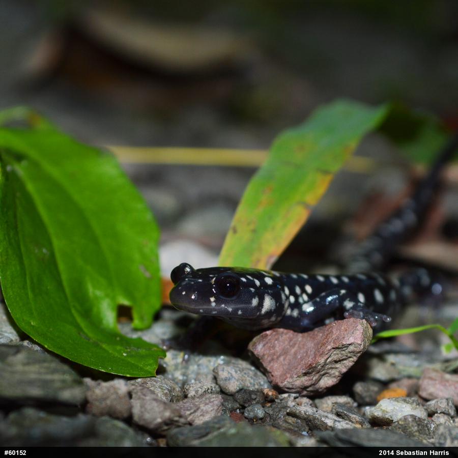 Northern Slimy Salamander
