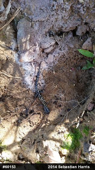 Northern Slimy Salamander