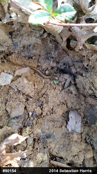 Northern Two-lined Salamander