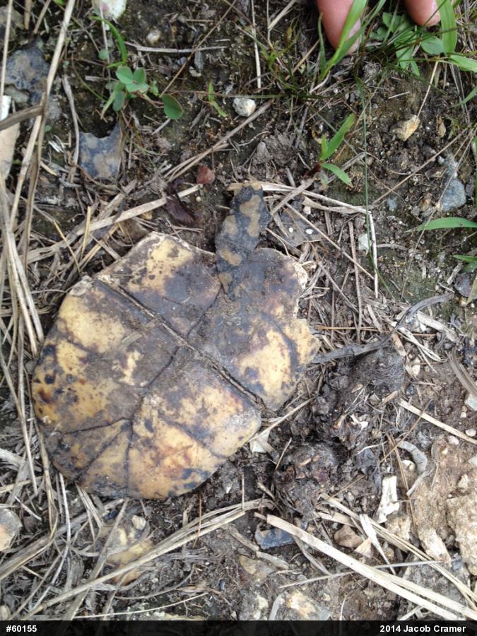 Eastern Box Turtle