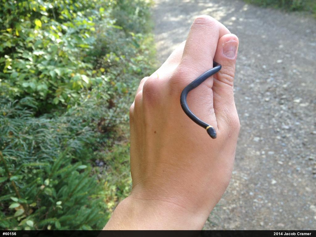Northern Ring-necked Snake