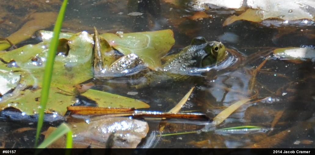 American Bullfrog