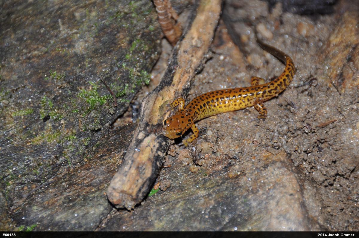 Eastern Long-tailed Salamander