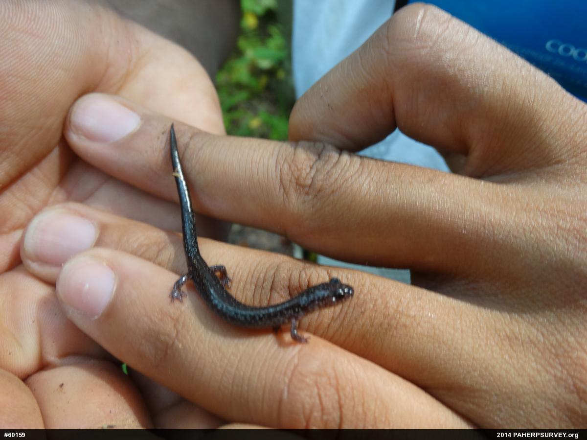 Eastern Red-backed  Salamander