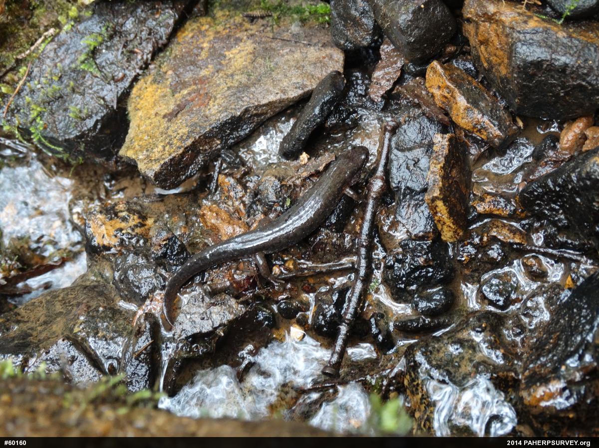 Northern Dusky Salamander