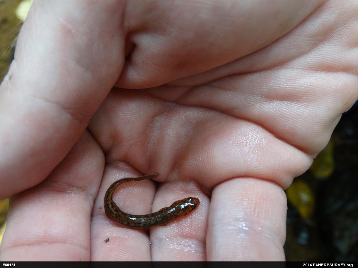 Northern Two-lined Salamander