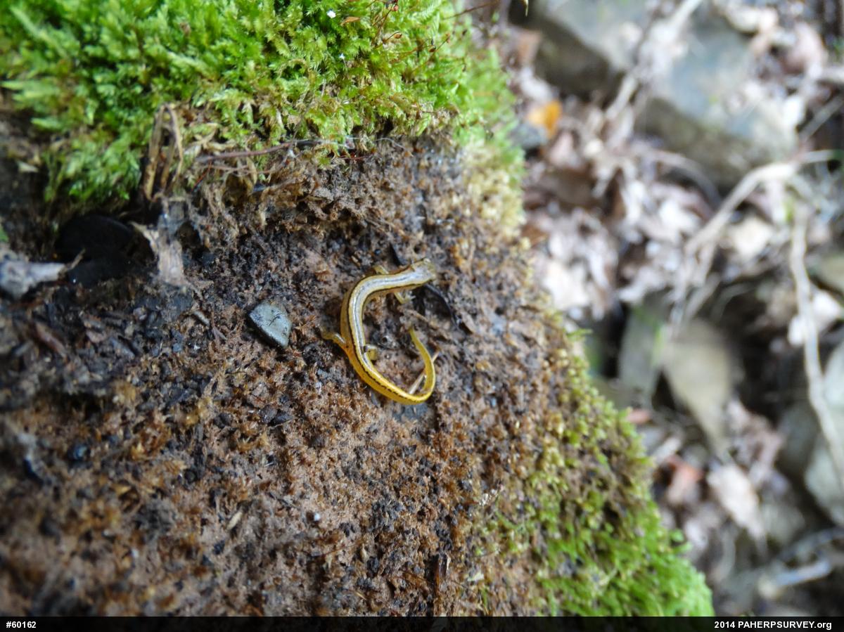 Northern Two-lined Salamander