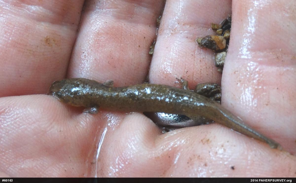 Northern Red Salamander