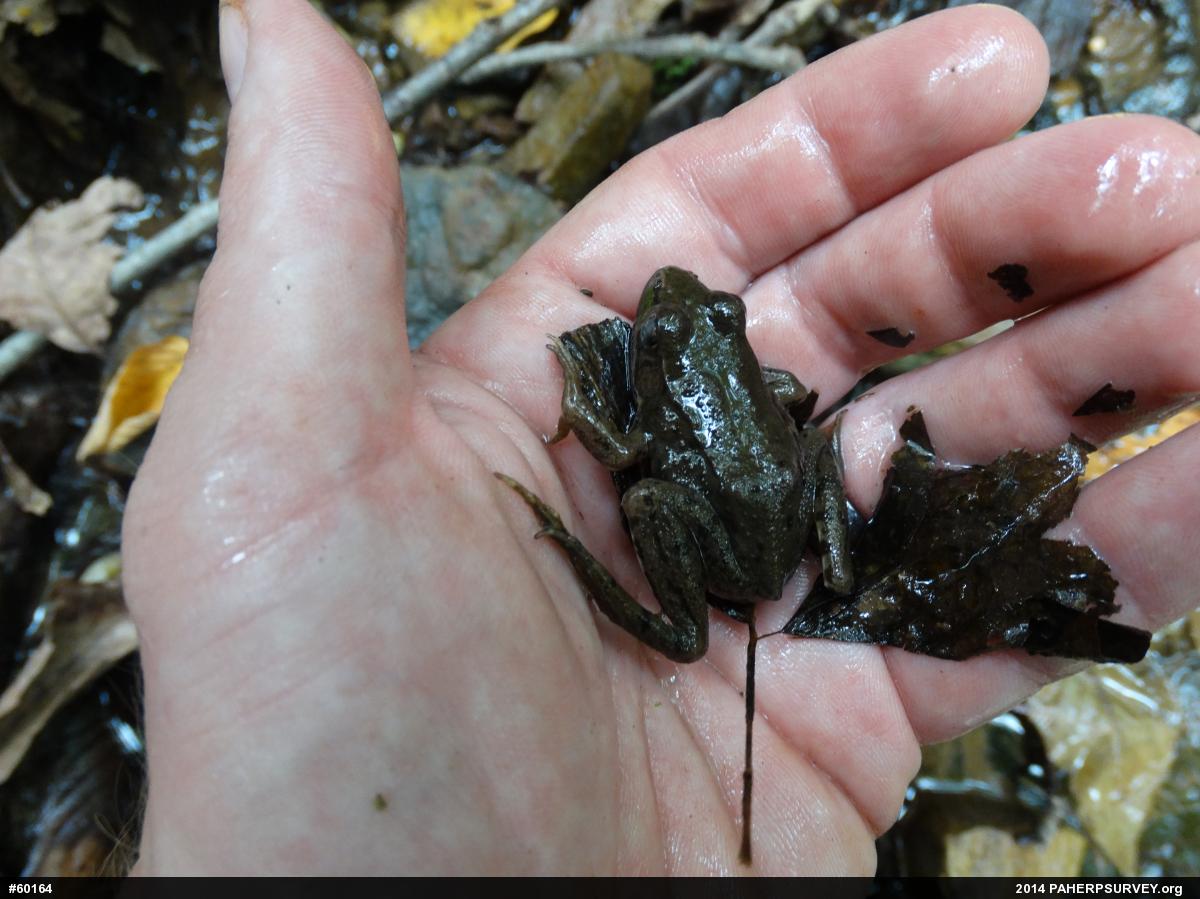 Green Frog