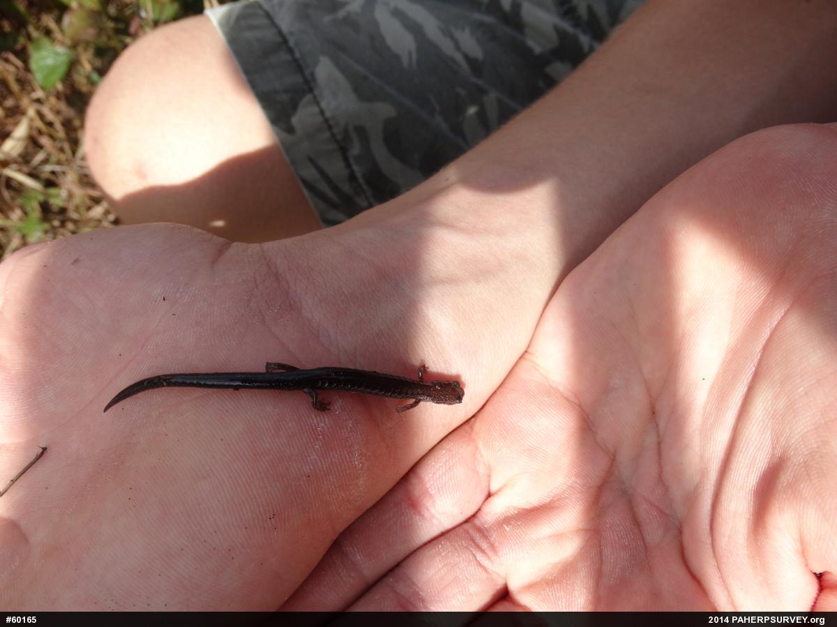 Eastern Red-backed  Salamander