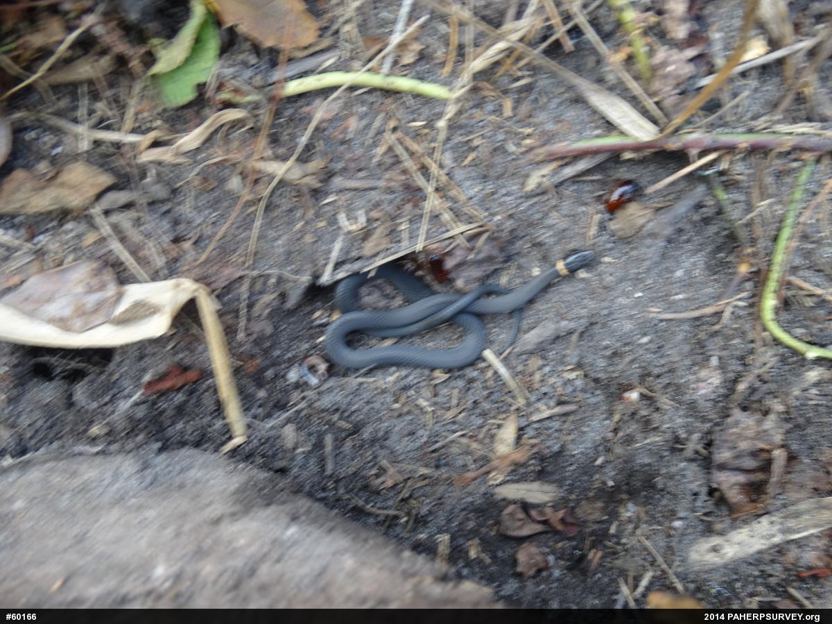 Northern Ring-necked Snake