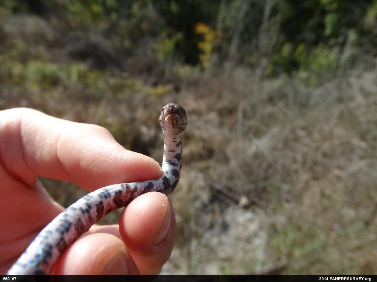 Eastern Milksnake