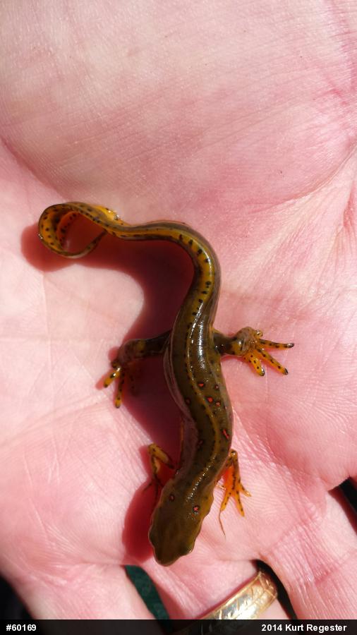 Red-spotted Newt