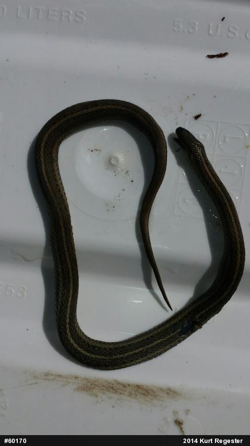 Shorthead Gartersnake