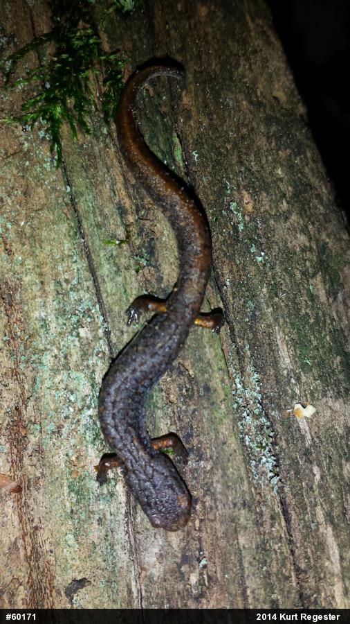 Four-toed Salamander
