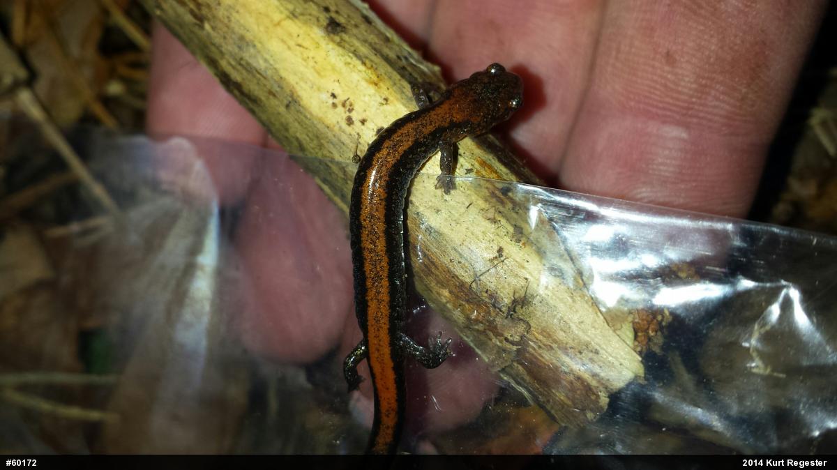 Eastern Red-backed  Salamander