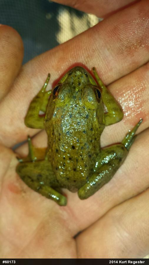 American Bullfrog